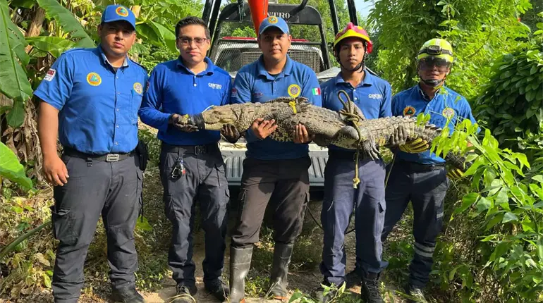 Capturan cocodrilo de 2 metros en Boquerón, Centro