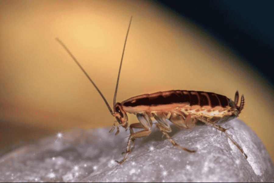 Alemania apuesta por transformar su defensa militar con cucarachas espía