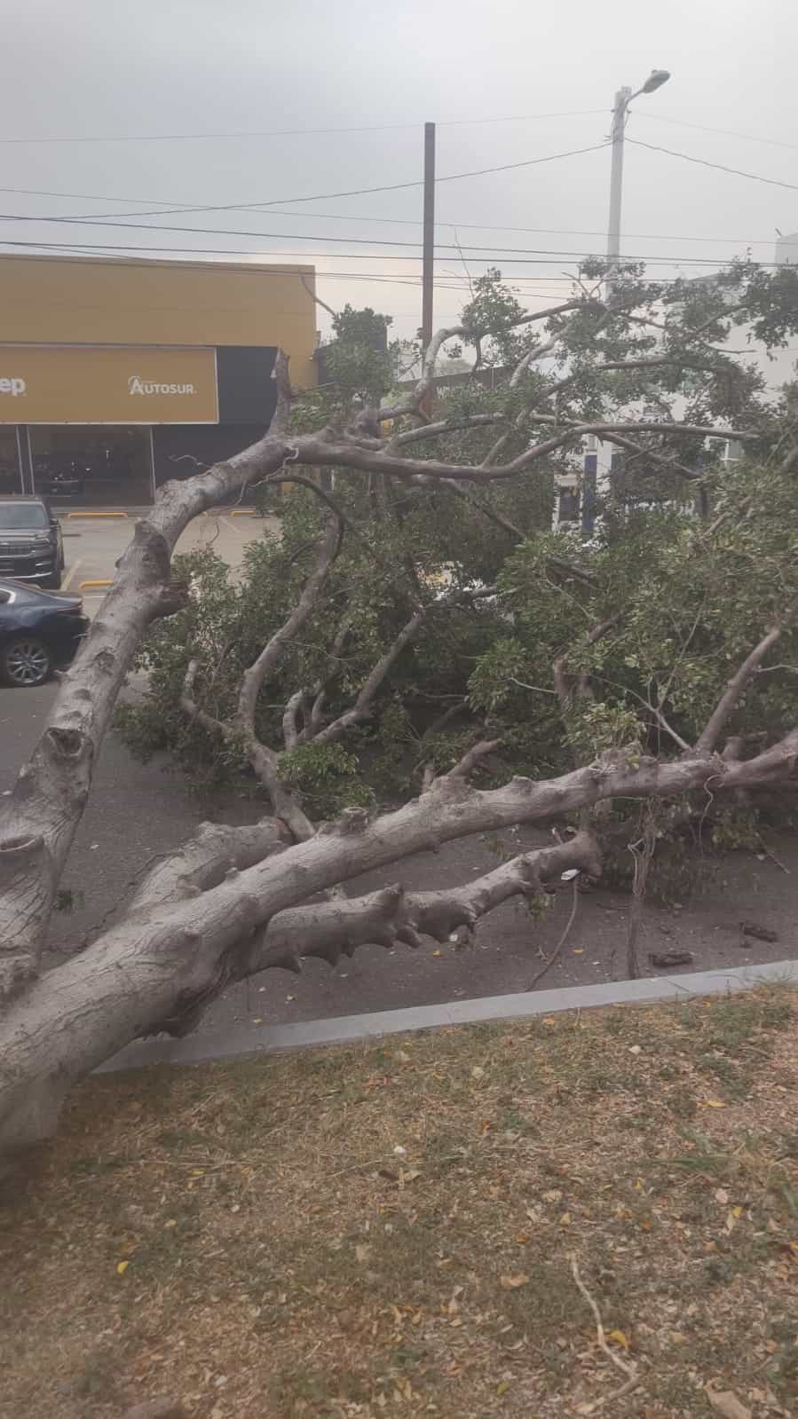 Fuertes vientos dejan árboles caídos en Villahermosa