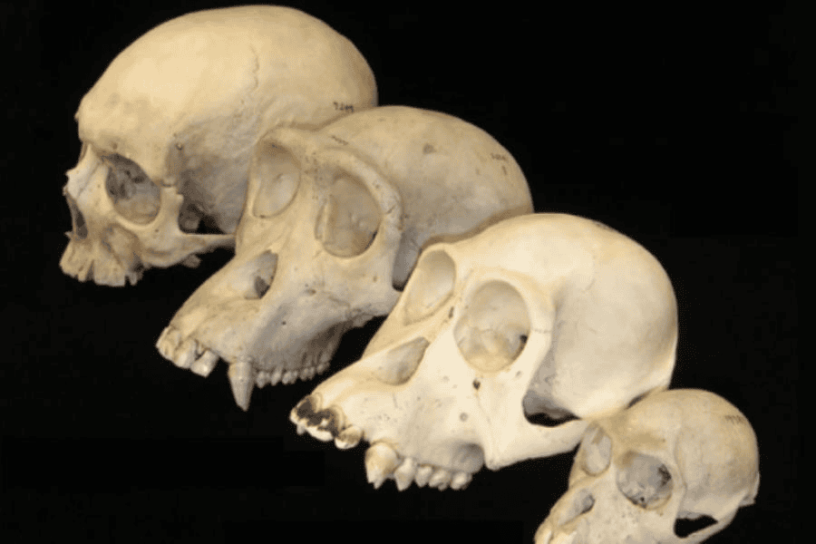 Gusto por los carbohidratos impulsó la evolución de los seres humanos, revela investigación