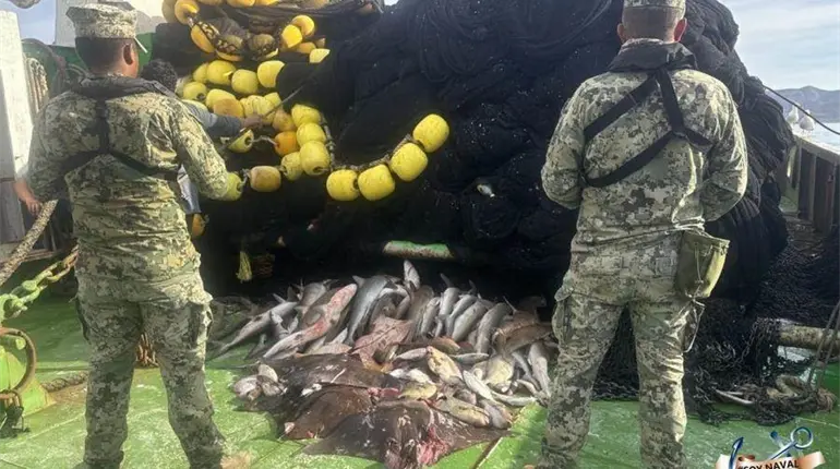 Asegura Marina más de 4 mil toneladas de producto pesquero ilegal en seis meses