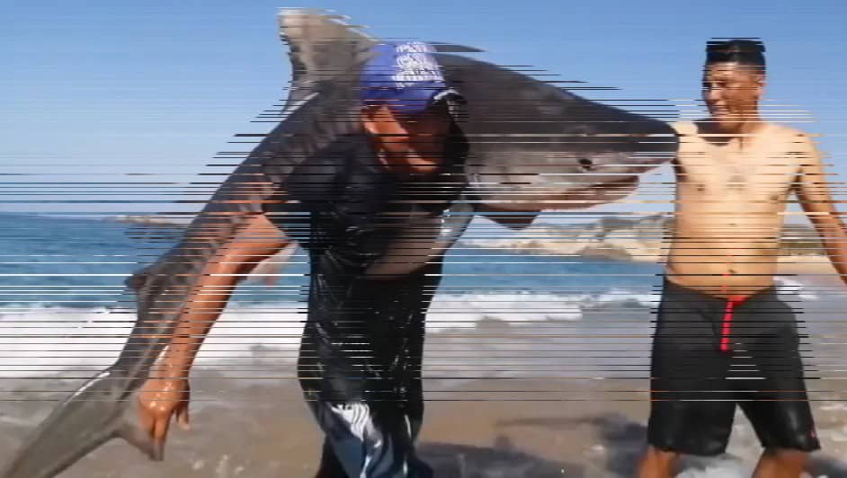 Pescador captura tiburón tigre con las manos en playa de Michoacán