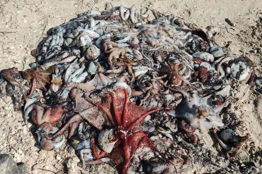 Fenómeno inusual en Progreso: decenas de pulpos llegan a la orilla del mar, causa furor entre pescadores