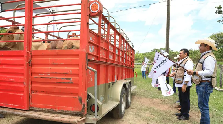 Entrega gobierno cabezas de ganado del programa “Crédito Ganadero a la Palabra” en Emiliano Zapata