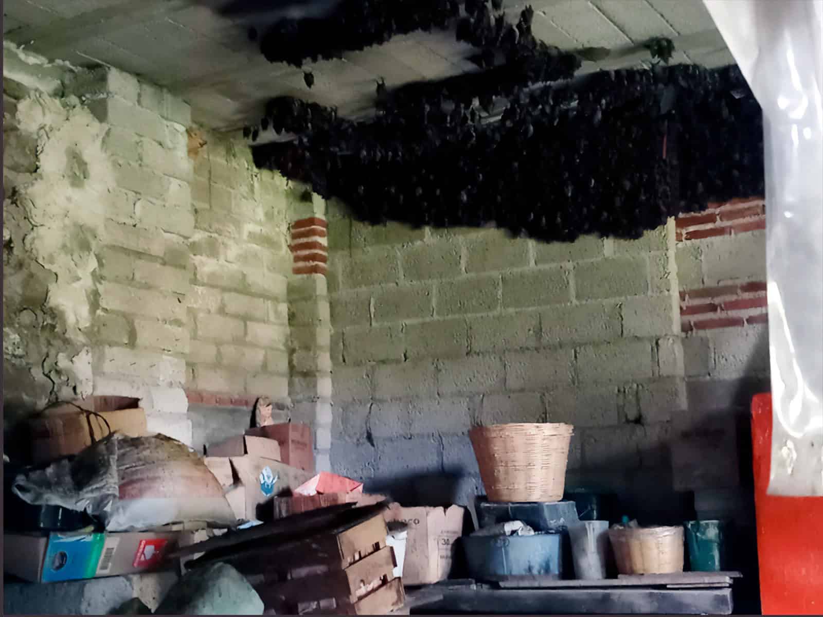 Más de 2 mil murciélagos encuentran refugio temporal en vivienda de Tlaxcala