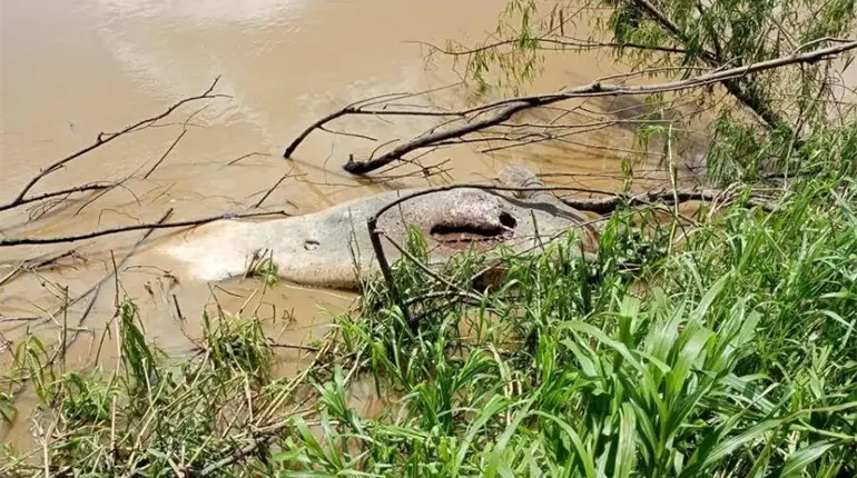 Localizan manatí muerto sobre el río Grijalva en Gaviotas Sur