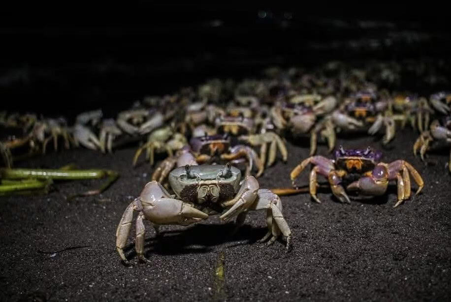 Anuncian inicio de veda de captura del cangrejo azul
