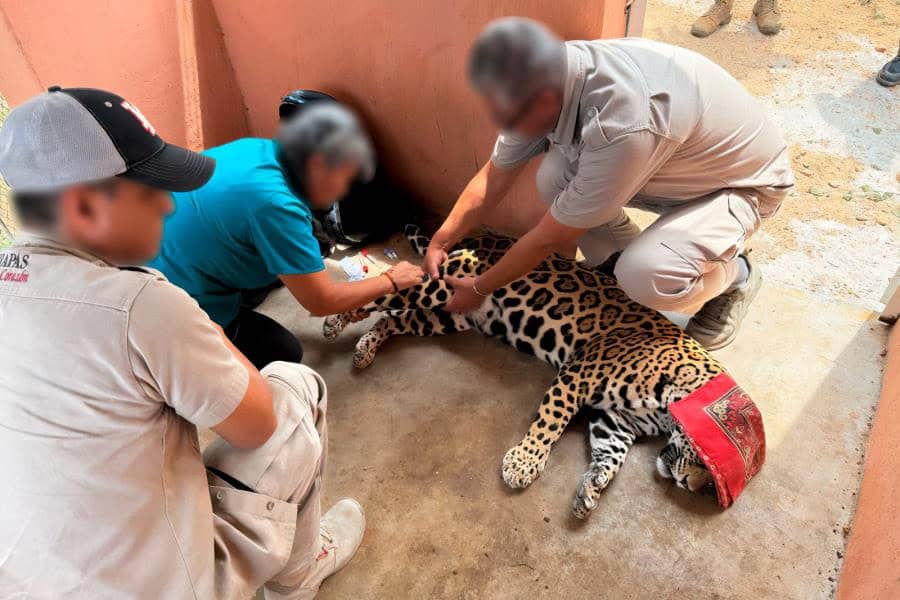 Rescatan un jaguar y 40 aves silvestres que pretendían ser vendidas ilegalmente en Chiapas y Jalisco