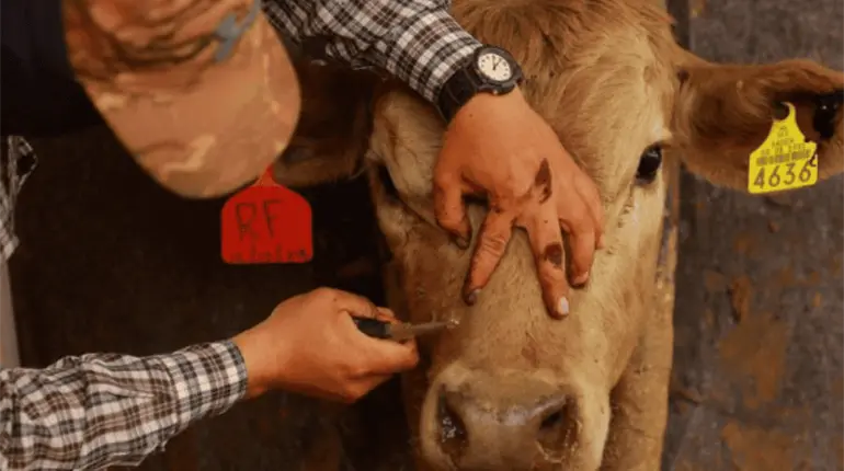 Autoriza EE. UU. uso de emergencia de fármacos veterinarios contra el gusano barrenador