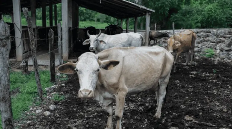 Evalúa México acciones adicionales contra gusano barrenador tras detección de nuevo caso en Nuevo León