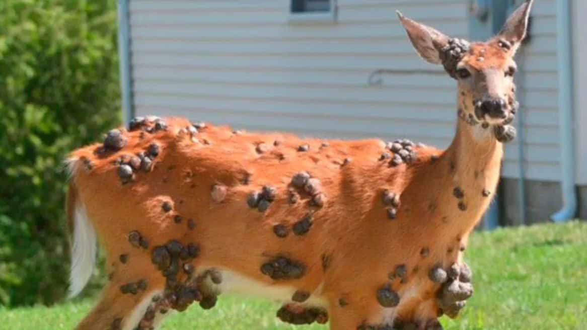 Fotos de ciervos con extrañas protuberancias causan alarma en EE.UU.