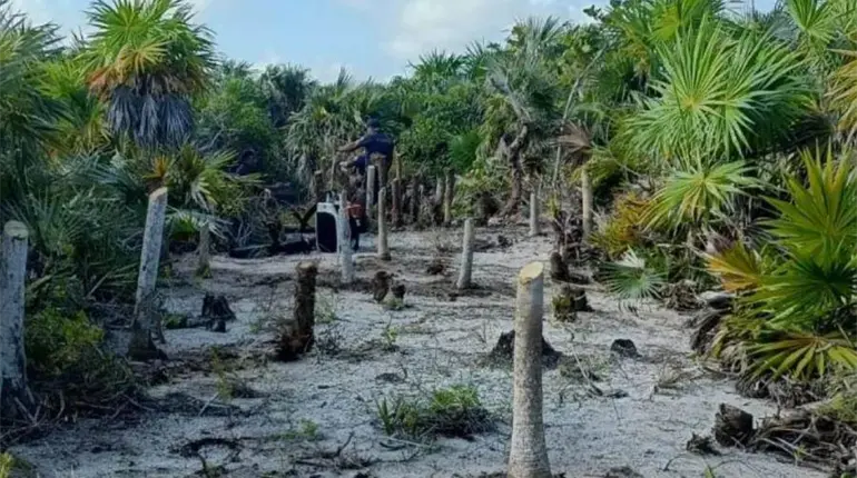 Con apoyo de helicóptero Semar continúa sofocando incendio forestal en Holbox