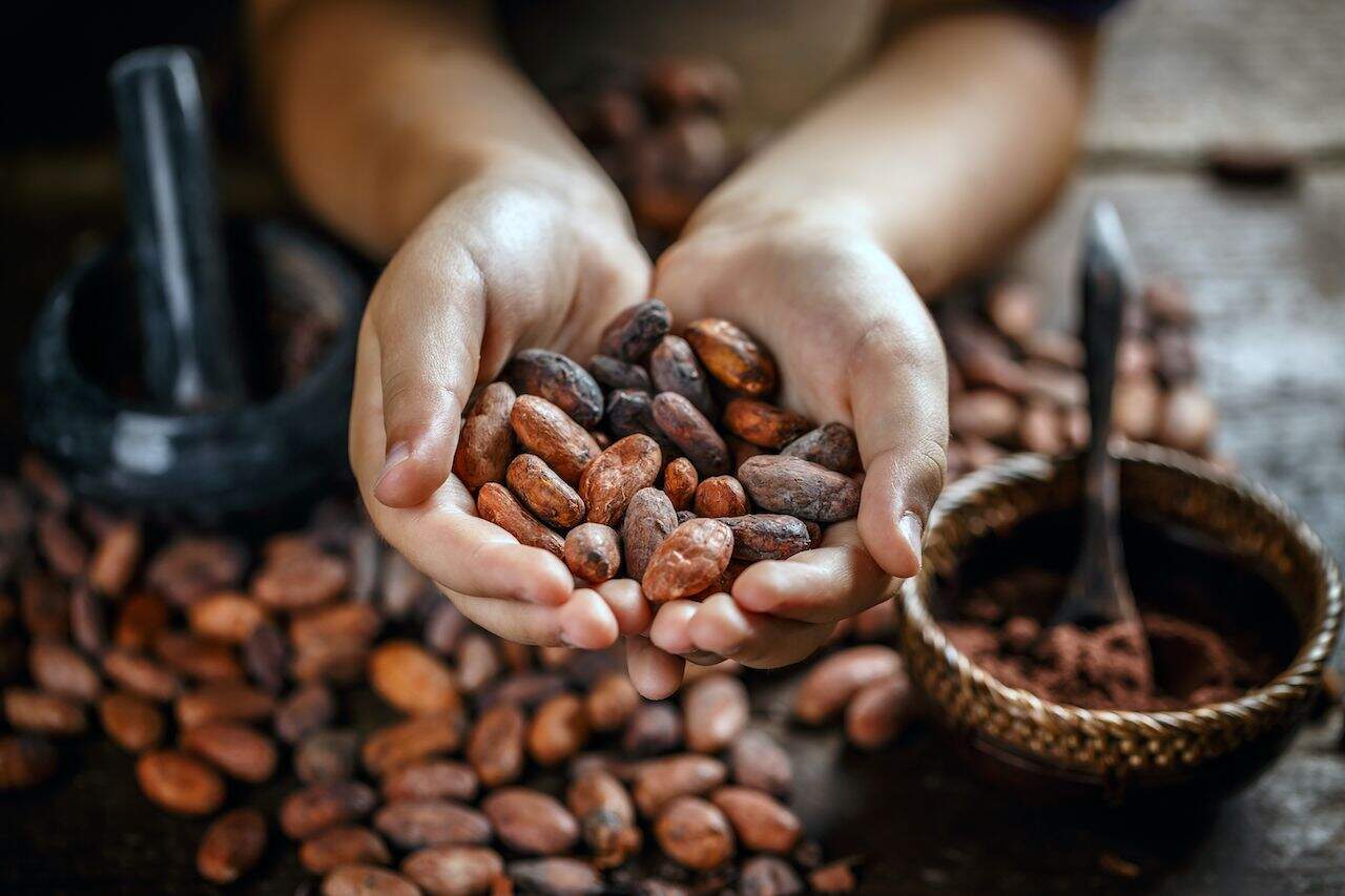 Ampliará Sheinbaum programa de apoyo a productores de cacao para evitar “coyotaje”