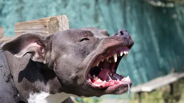 Bebé de seis meses pierde la vida al ser atacado por perros en Tamaulipas