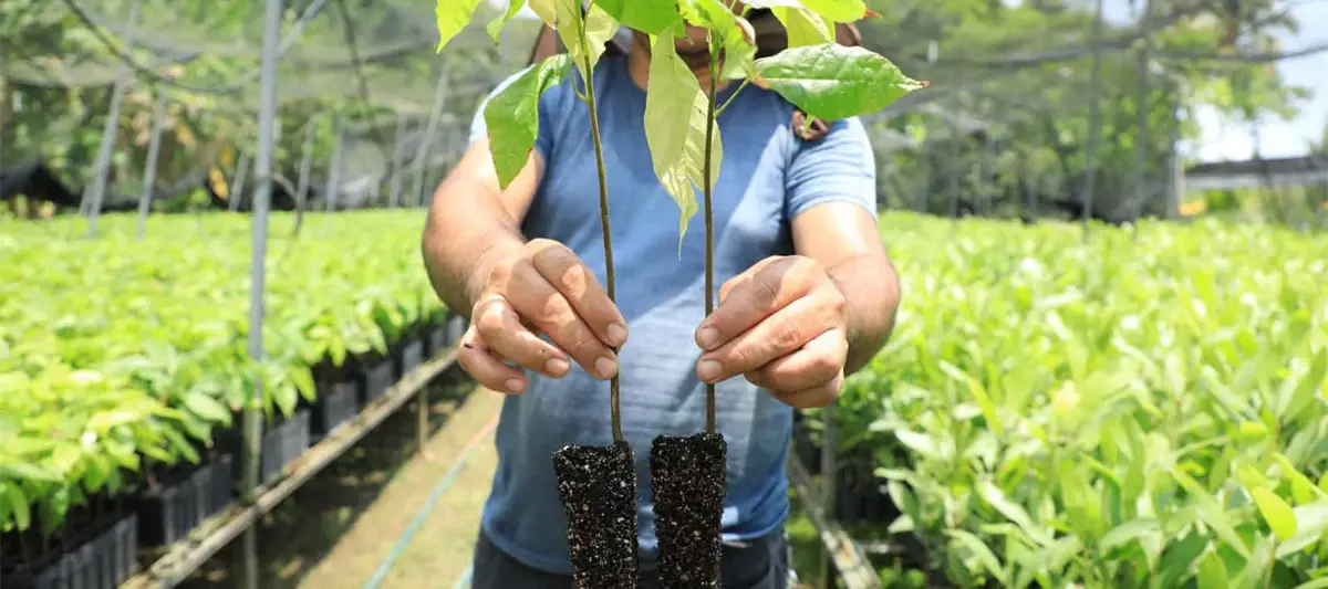 Jornada de Reforestación llegó para quedarse y cada año se llevará a cabo, señala Sedap