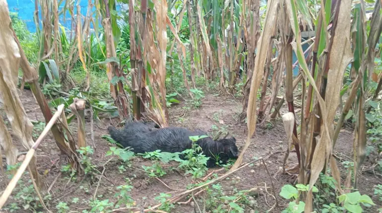 Investigan envenenamiento masivo de 60 perros en San Juan Chamula, Chiapas