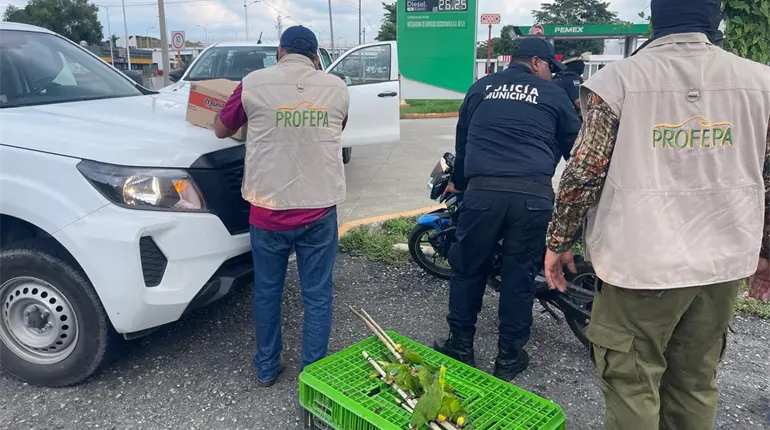 Aseguran en Huimanguillo 28 loros, 6 crías de cocodrilo y 4 iguanas