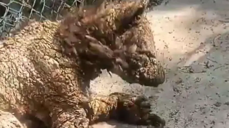 Denuncian maltrato y abandono de una osa en zoológico de NL