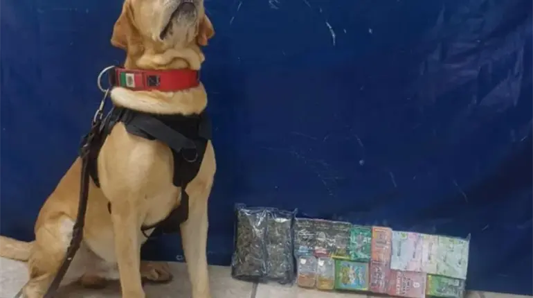 Con ayuda de agente canino aseguran en droga en Torreón, Coahuila