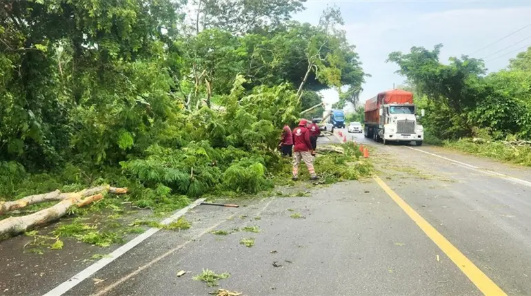 Ayuntamiento de Centla retira árbol derribado por el aire que obstruía carretera federal
