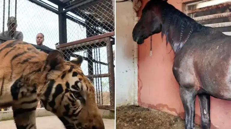 Aseguran autoridades a pareja de tigres de bengala y caballos en finca de Sinaloa