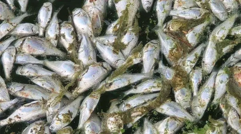 Registra Laguna de las Ilusiones mortandad de peces