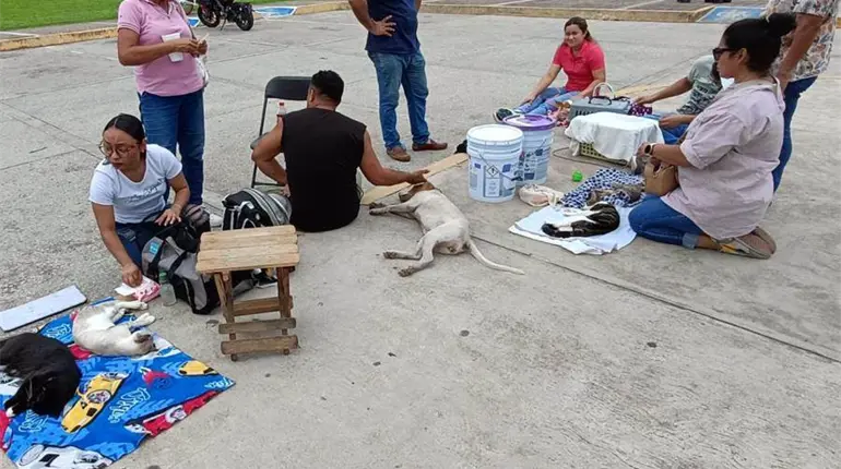 Acusan atrasos y desinformación durante campaña de vacunación y esterilización de mascotas