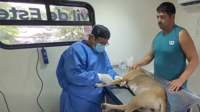 Campaña de esterilización canina y felina concluirá hasta alcanzar las 3 mil 700 mascotas: Salud