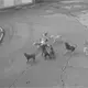 Jauría de perros ataca a mujer en EDOMEX