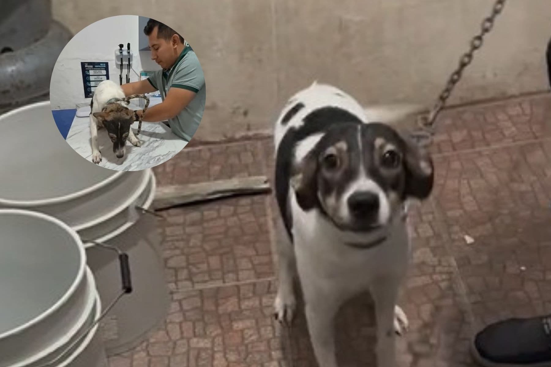 Rescata Caninos 911 a perrita maltratada con taser en Pomoca