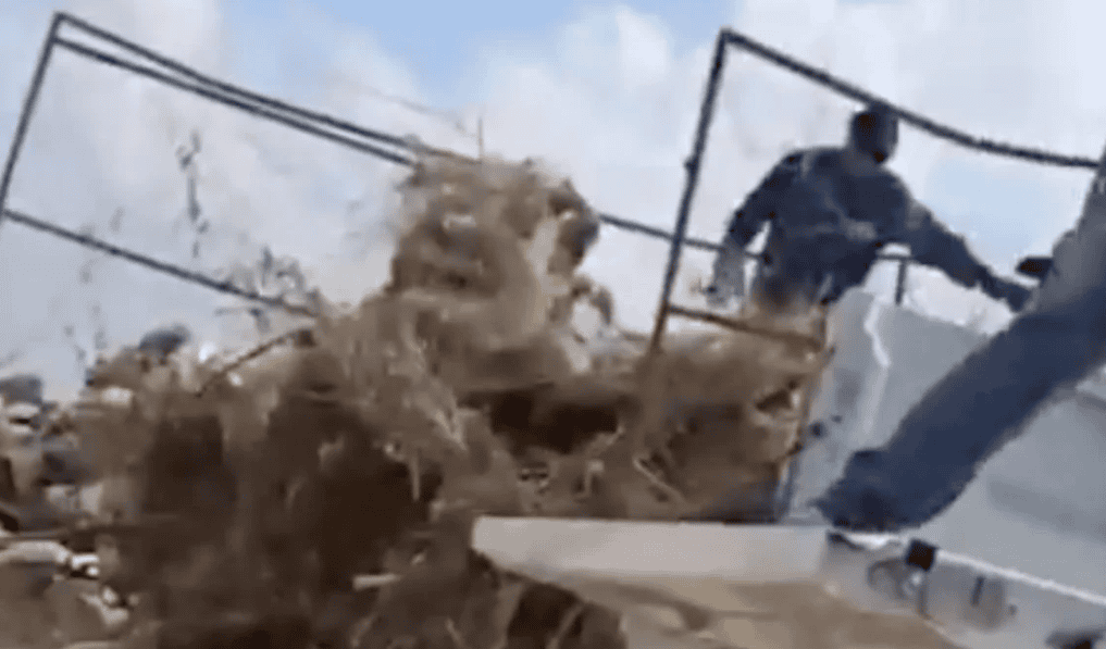 Captan a funcionarios de “Bienestar animal” arrojando cadáveres de perros y gatos en Coahuila