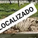 Localizan sin vida a tigre que escapó de zoológico durante lluvias en Puebla
