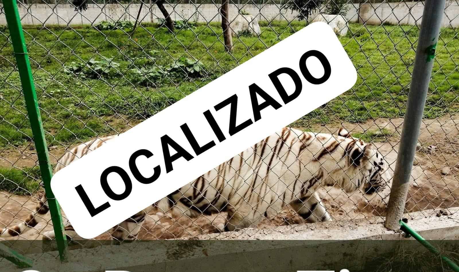Localizan sin vida a tigre que había escapado del Parque Animalia durante las lluvias en Puebla