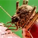 Confirma EE. UU. primer caso de chikungunya