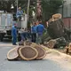 Rechaza Ayuntamiento de Centro campaña de tala de árboles en Villahermosa