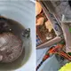 Vinculan a proceso a hombre detenido en Macuspana por posesión ilegal de armas y fauna
