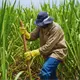 Sí va a haber zafra, afirma May tras acuerdo con productores del ingenio azucarero ‘Presidente Benito Juárez’ en Cárdenas