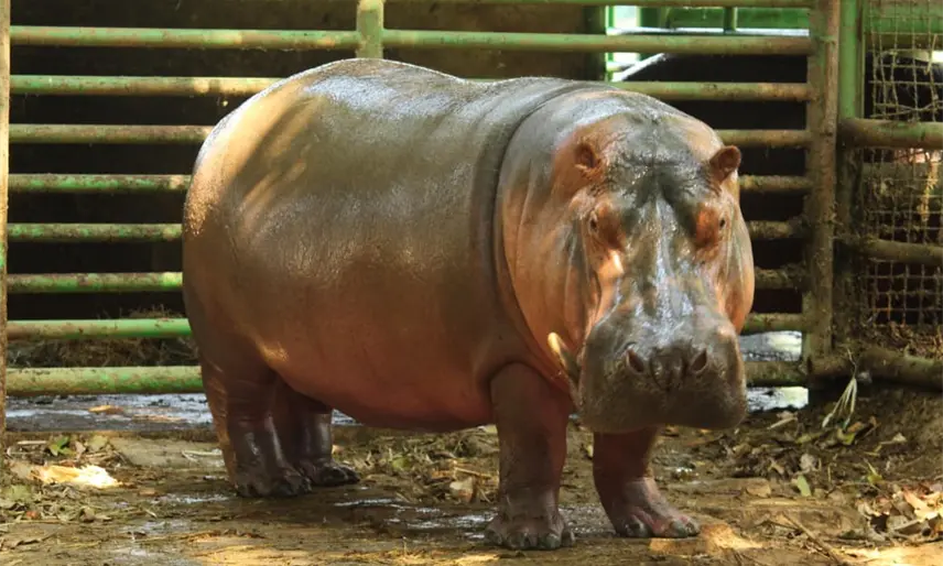 Fallece “Rufino”, el hipopótamo macho del Nilo bajo resguardo del Yumká