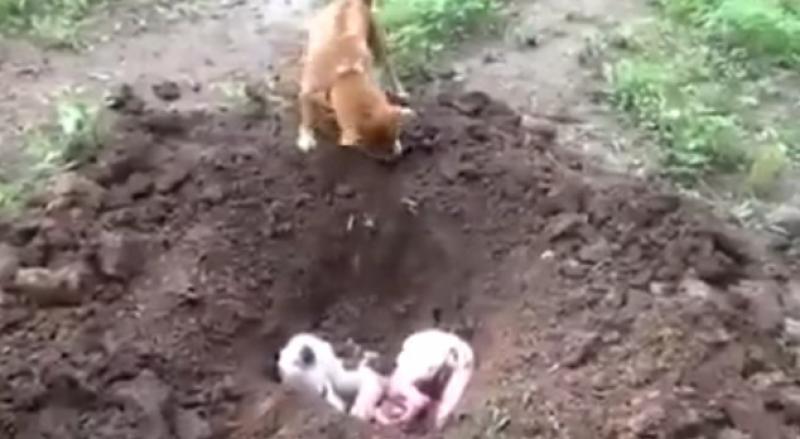 Un perro entierra a su amigo que fue atropellado