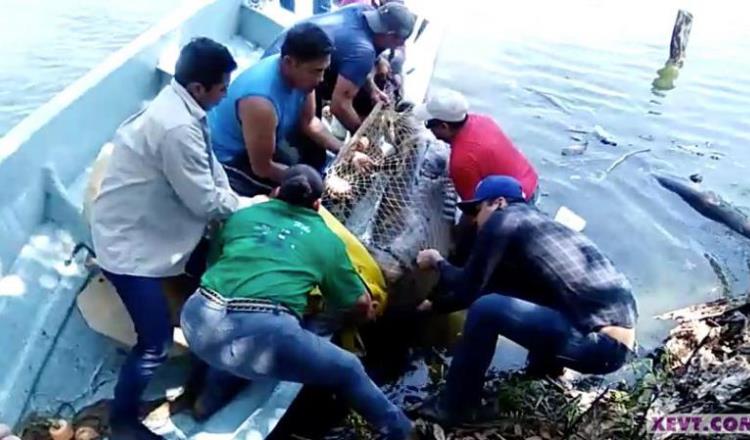 Rescatan a manatí atrapado a orilla de la Laguna de las Ilusiones