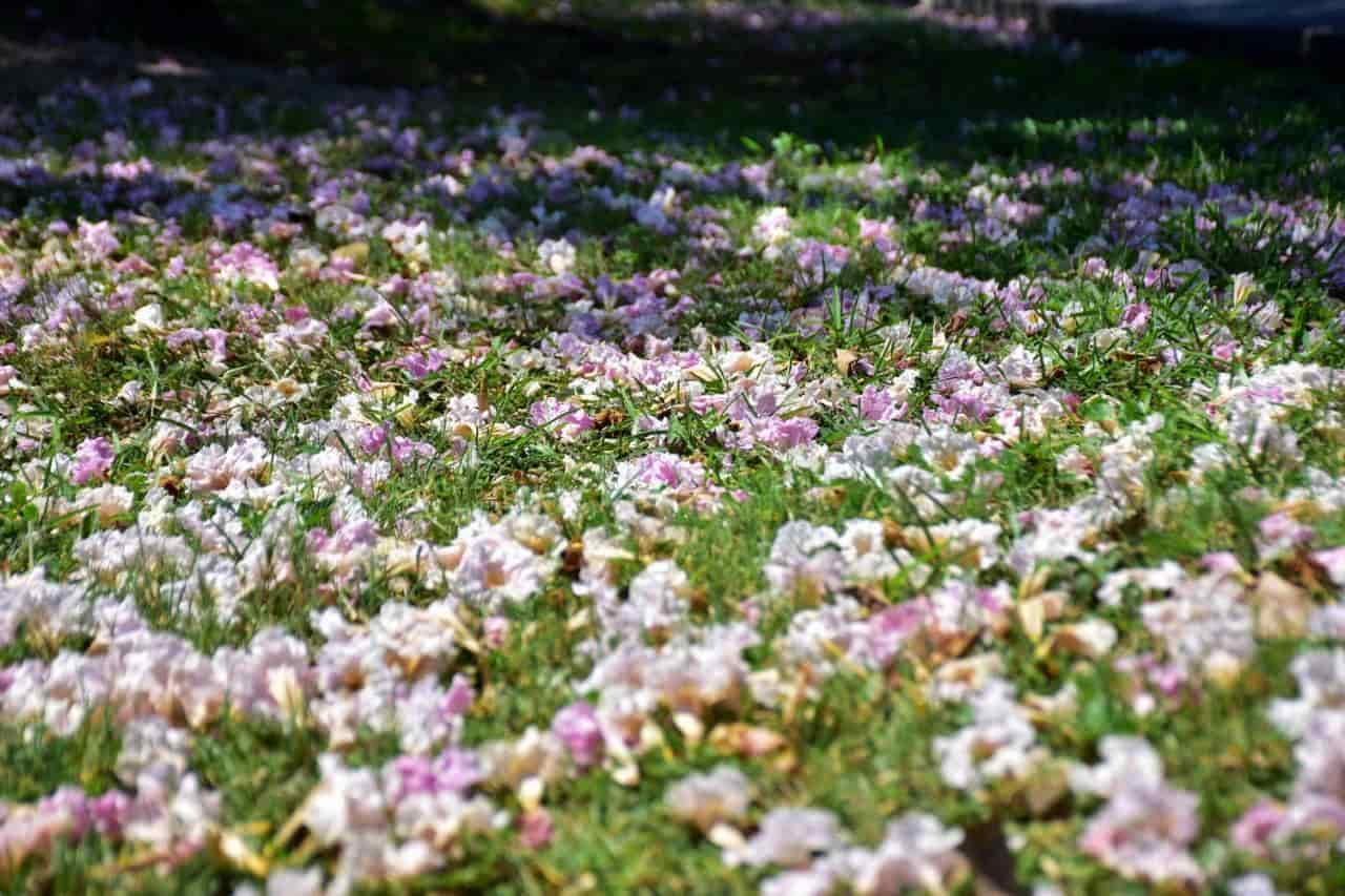 Florecen macuilíes y nos regalan hermosas postales Florecen macuilíes y nos regalan hermosas postales