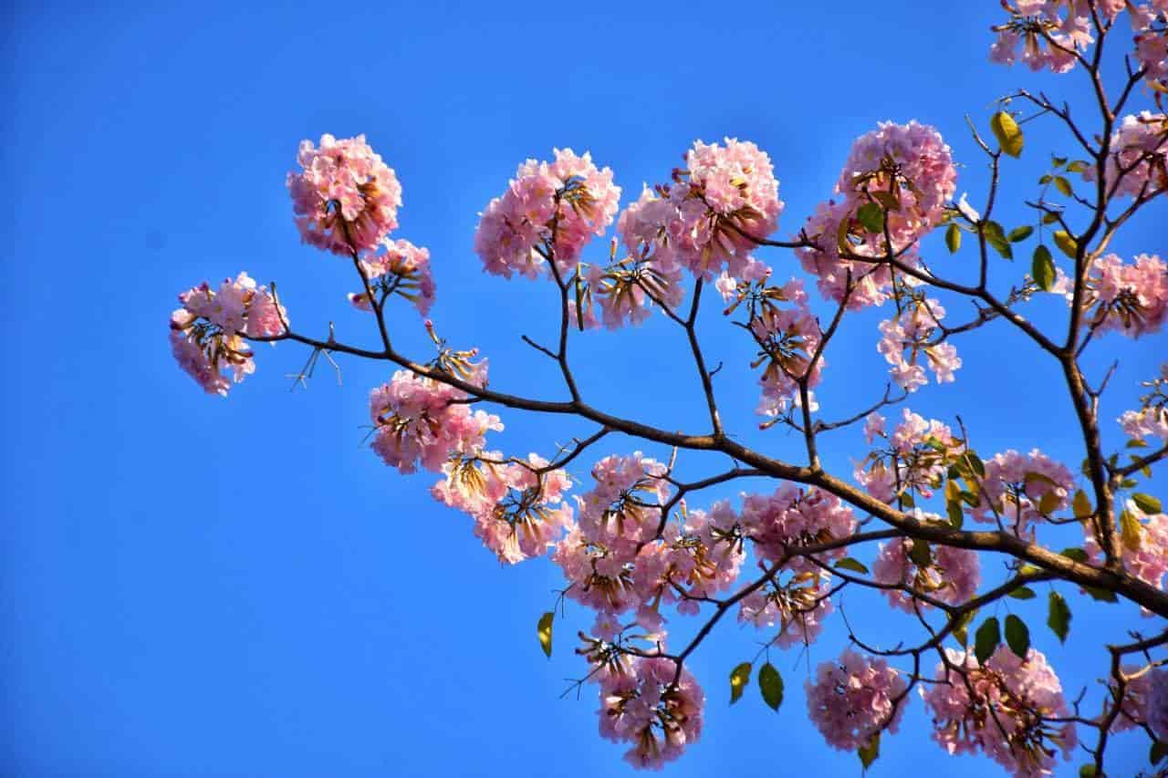 Florecen macuilíes y nos regalan hermosas postales Florecen macuilíes y nos regalan hermosas postales