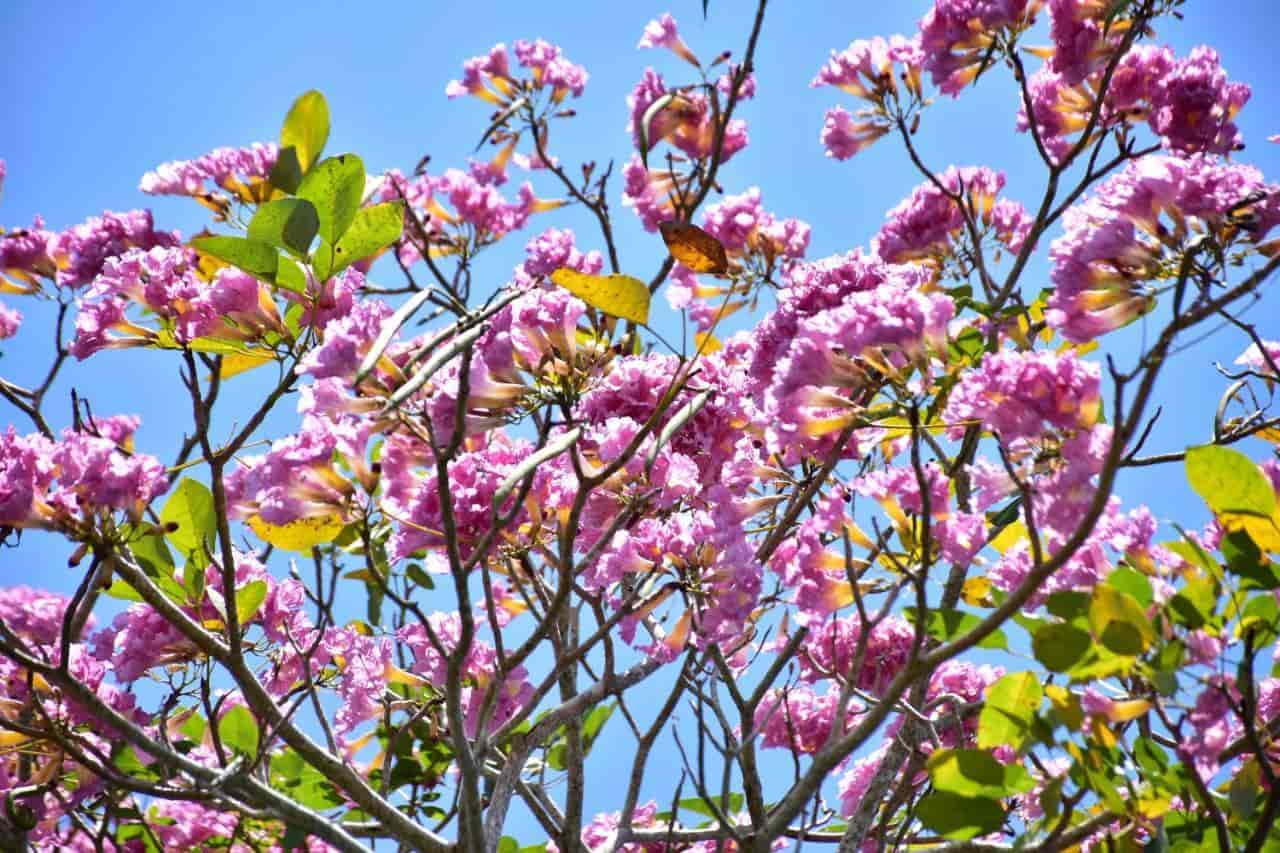 Florecen macuilíes y nos regalan hermosas postales Florecen macuilíes y nos regalan hermosas postales
