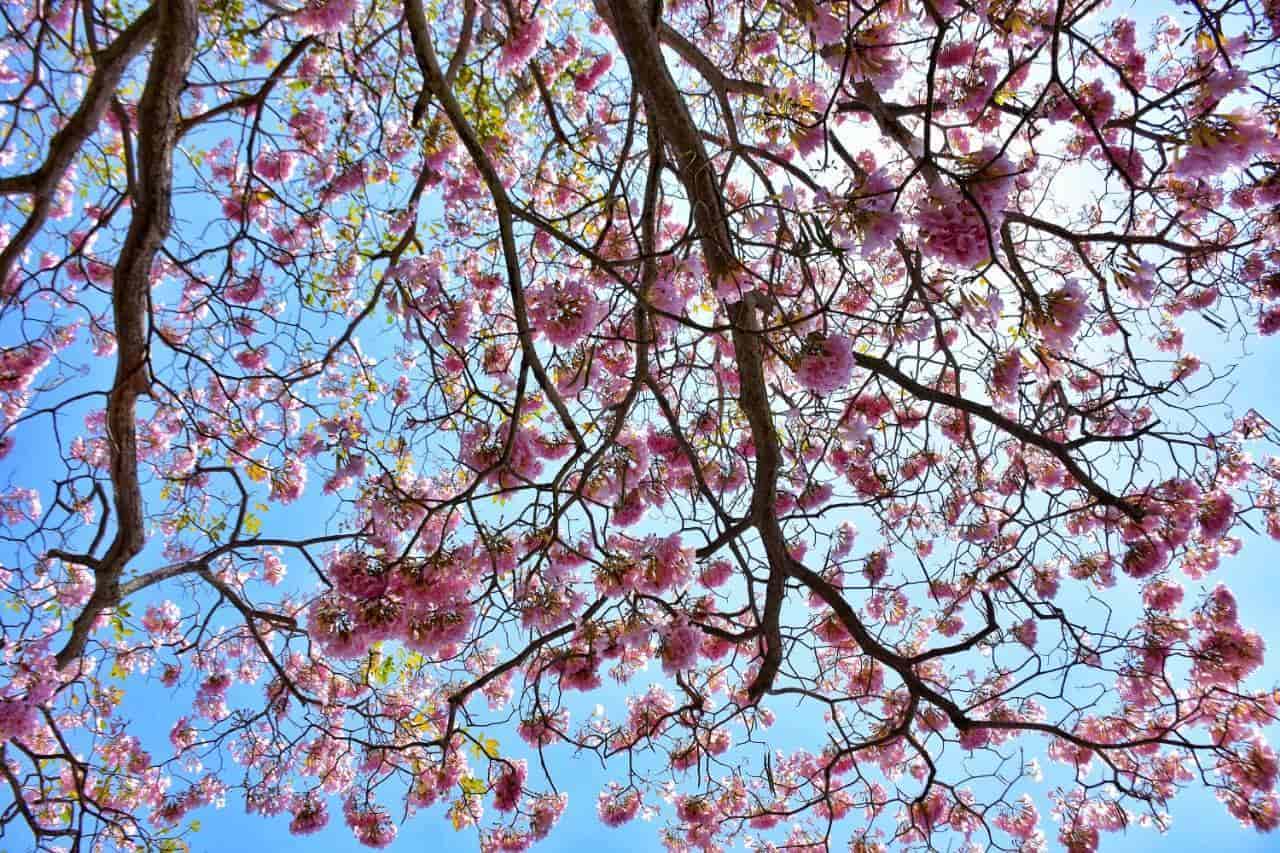 Florecen macuilíes y nos regalan hermosas postales Florecen macuilíes y nos regalan hermosas postales