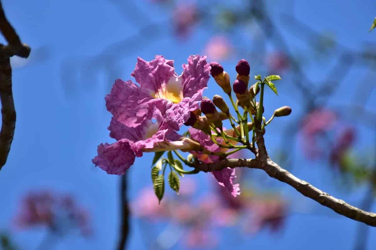 Florecen macuilíes y nos regalan hermosas postales Florecen macuilíes y nos regalan hermosas postales
