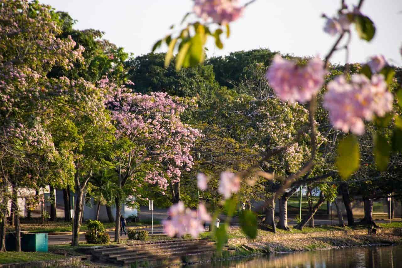 Florecen macuilíes y nos regalan hermosas postales Florecen macuilíes y nos regalan hermosas postales