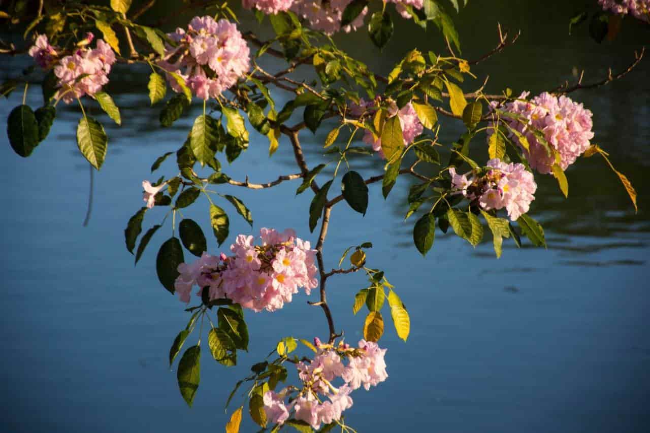 Florecen macuilíes y nos regalan hermosas postales Florecen macuilíes y nos regalan hermosas postales