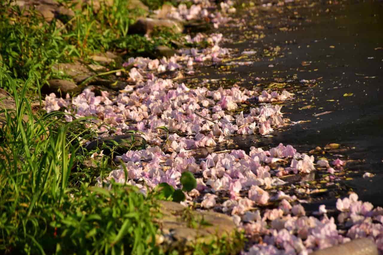 Florecen macuilíes y nos regalan hermosas postales Florecen macuilíes y nos regalan hermosas postales