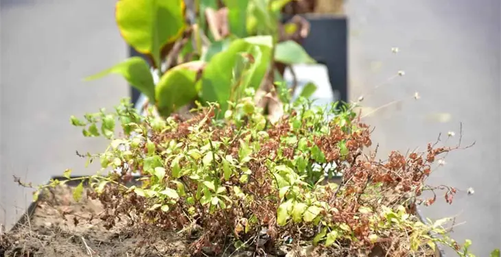 Se secan plantas de jardineras de Paseo Tabasco