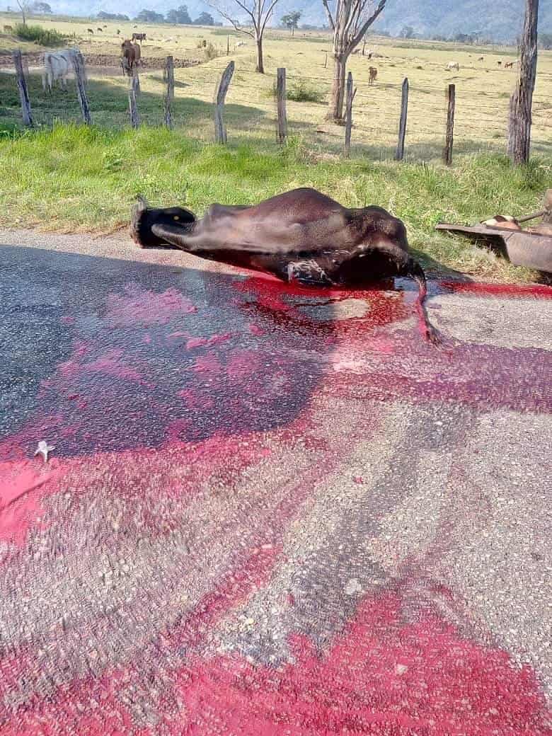 Se impacta taxi contra semoviente en Tenosique Se impacta taxi contra semoviente en Tenosique
